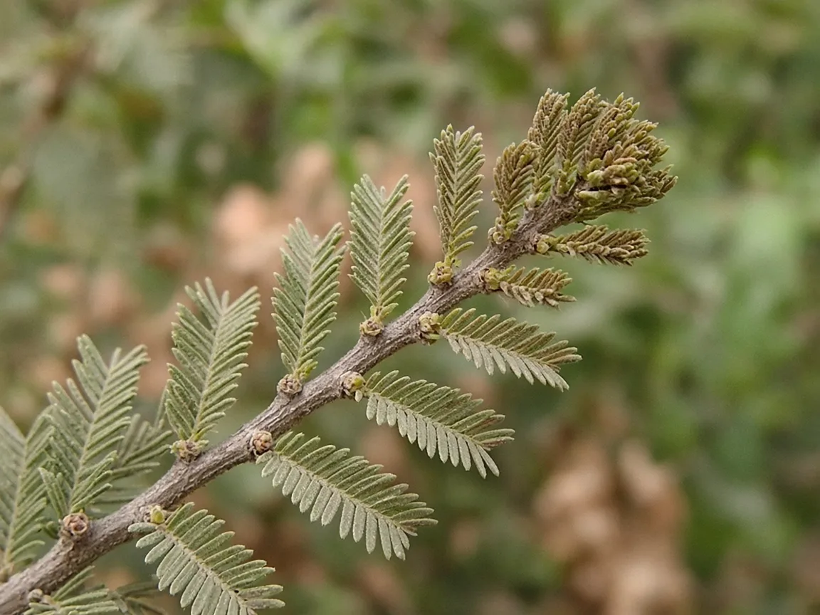 Close-up of firm amla branchlet tips with tight older feathery leaves but no fresh warm-season flush at growing points
