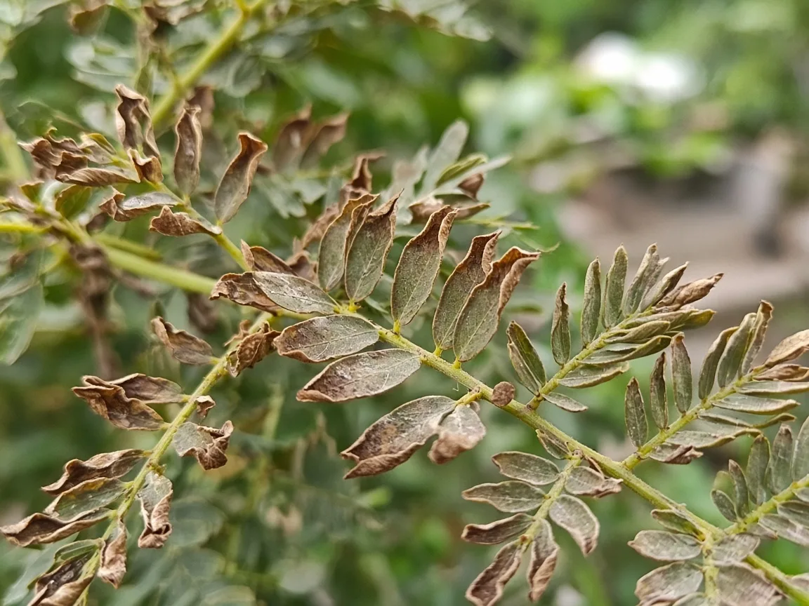 Close-up of underwatering on Amla - diagnostic detail
