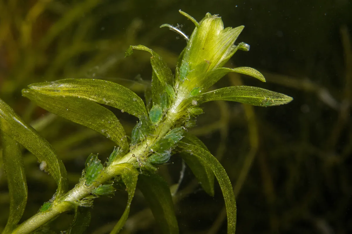 Close-up of Aphids on Anacharis / Elodea - diagnostic detail