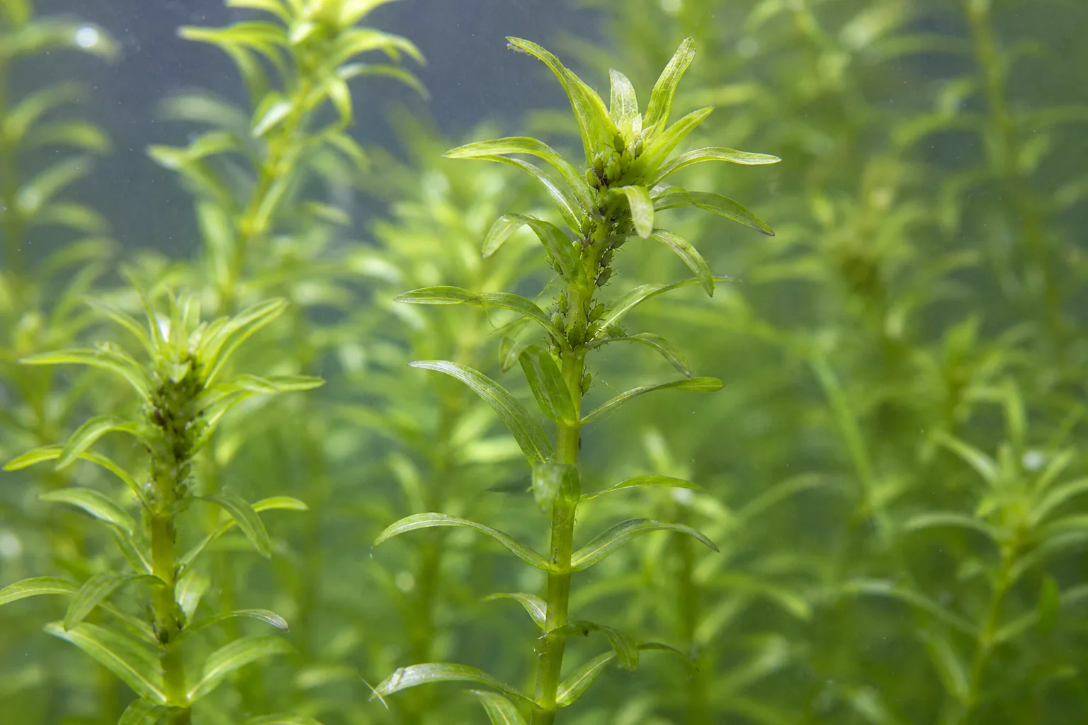 Aphids on Anacharis / Elodea - visible symptom on the plant
