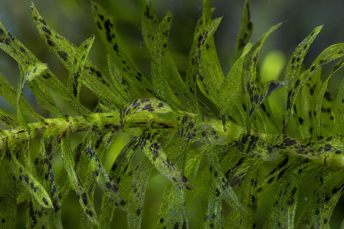 Close-up of Black Spots on Anacharis / Elodea - diagnostic detail