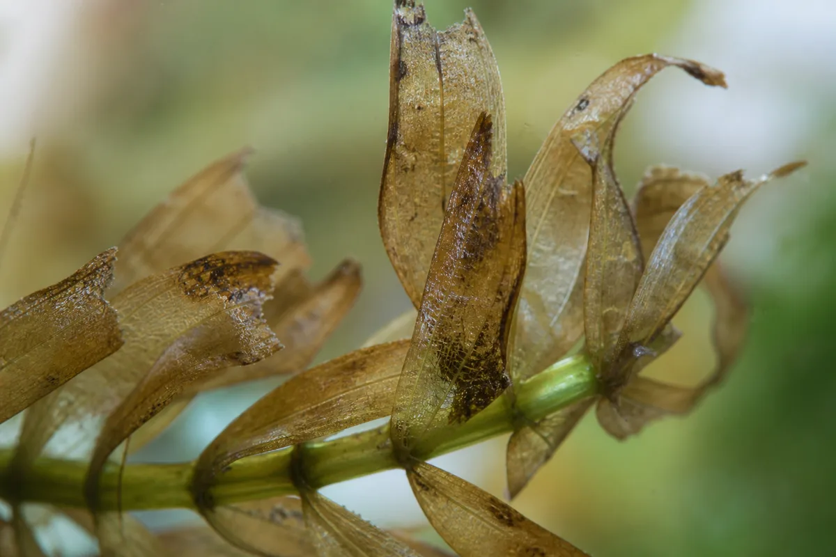 Close-up of Brown Leaves on Anacharis / Elodea - diagnostic detail