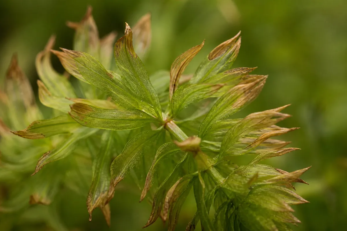 Close-up of Brown Tips on Anacharis / Elodea - diagnostic detail