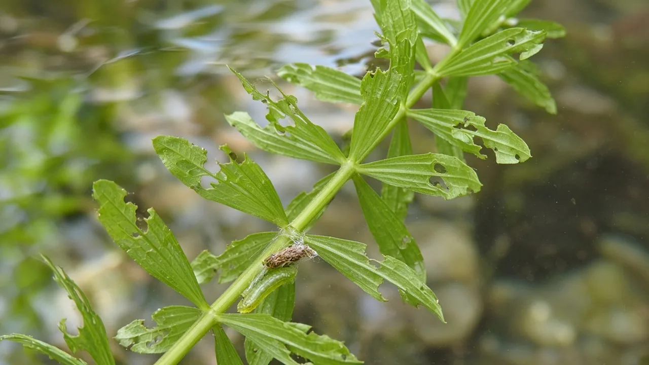 Caterpillars on Anacharis / Elodea - ragged chew holes on submerged whorls
