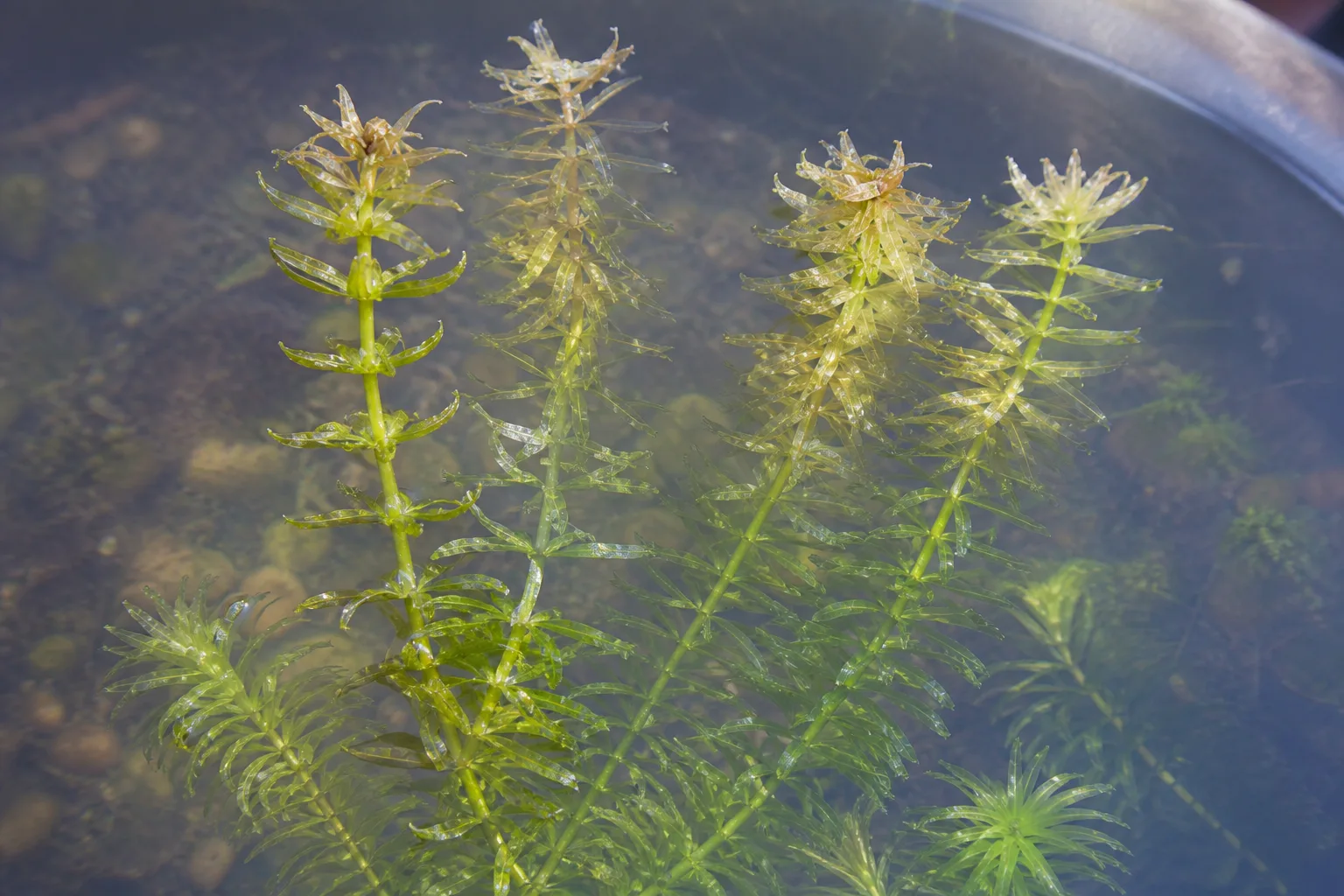 Cold Damage on Anacharis / Elodea - visible symptom on the plant