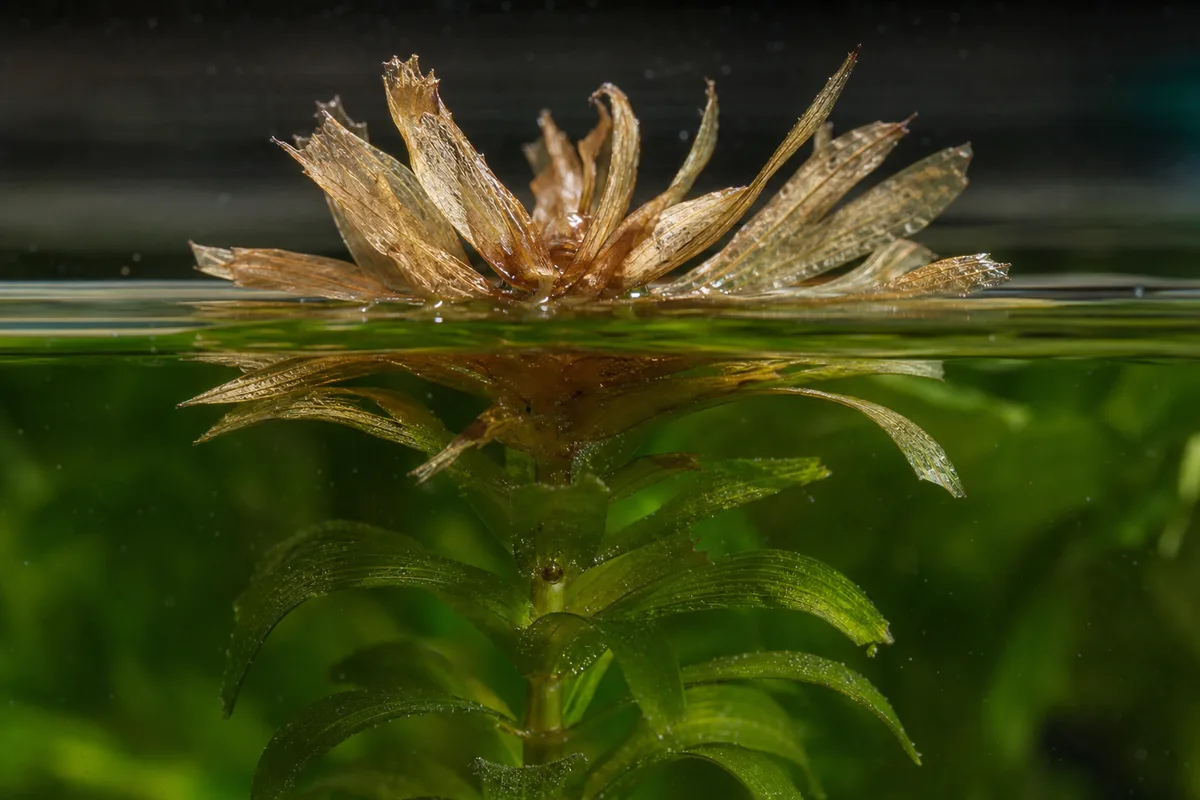 Close-up of Crispy Leaves on Anacharis / Elodea - diagnostic detail