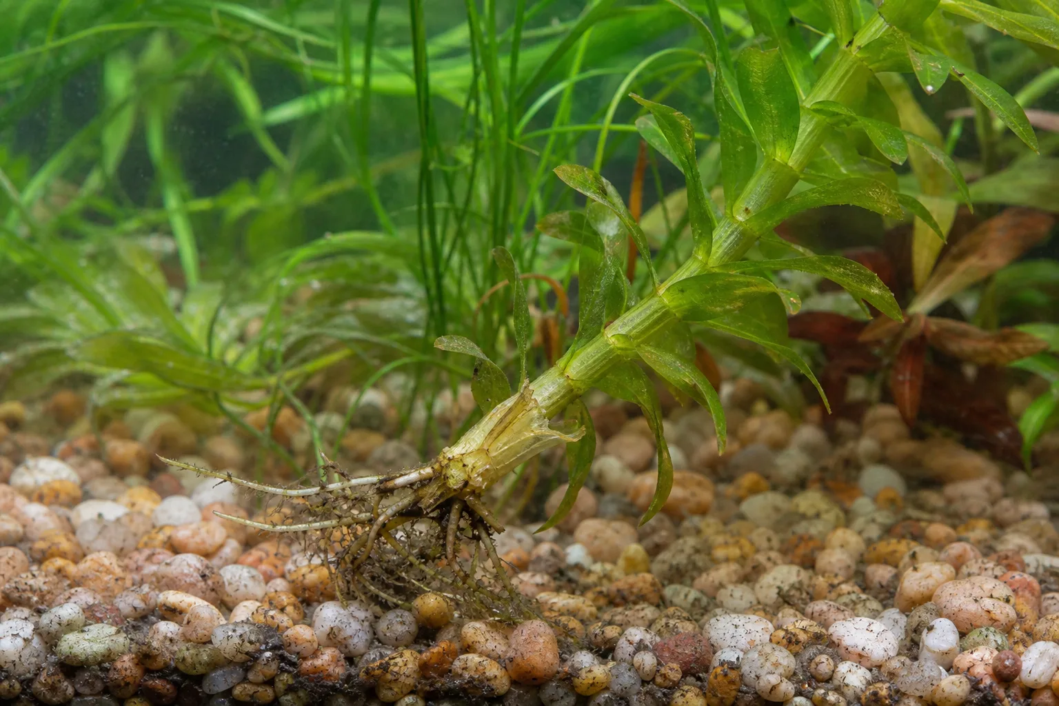Damaged Roots on Anacharis / Elodea - visible symptom on the plant