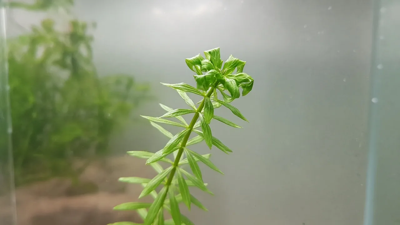 Distorted leaves on Anacharis / Elodea - cupped and twisted new whorls at submerged stem tips