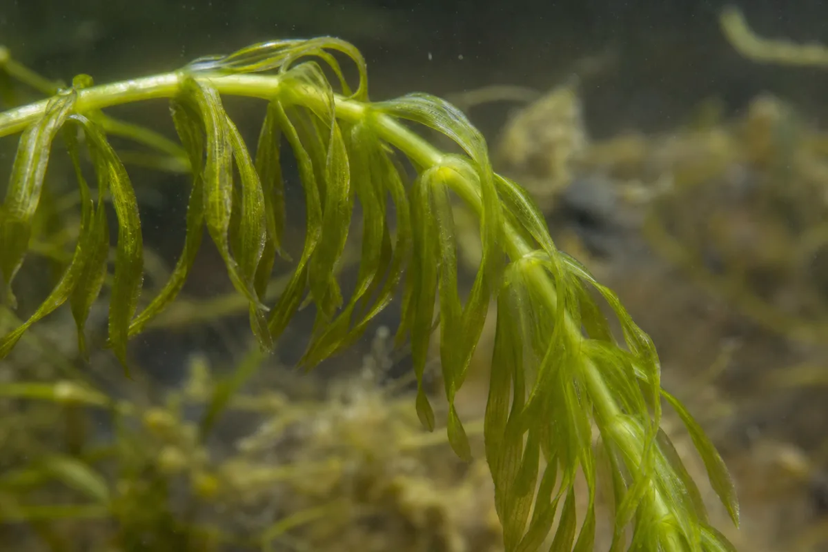 Close-up of Drooping Leaves on Anacharis / Elodea - diagnostic detail