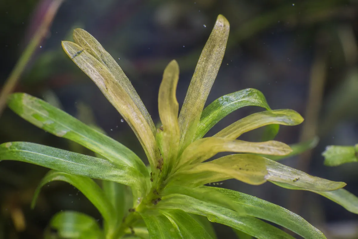 Close-up of Faded Leaves on Anacharis / Elodea - diagnostic detail