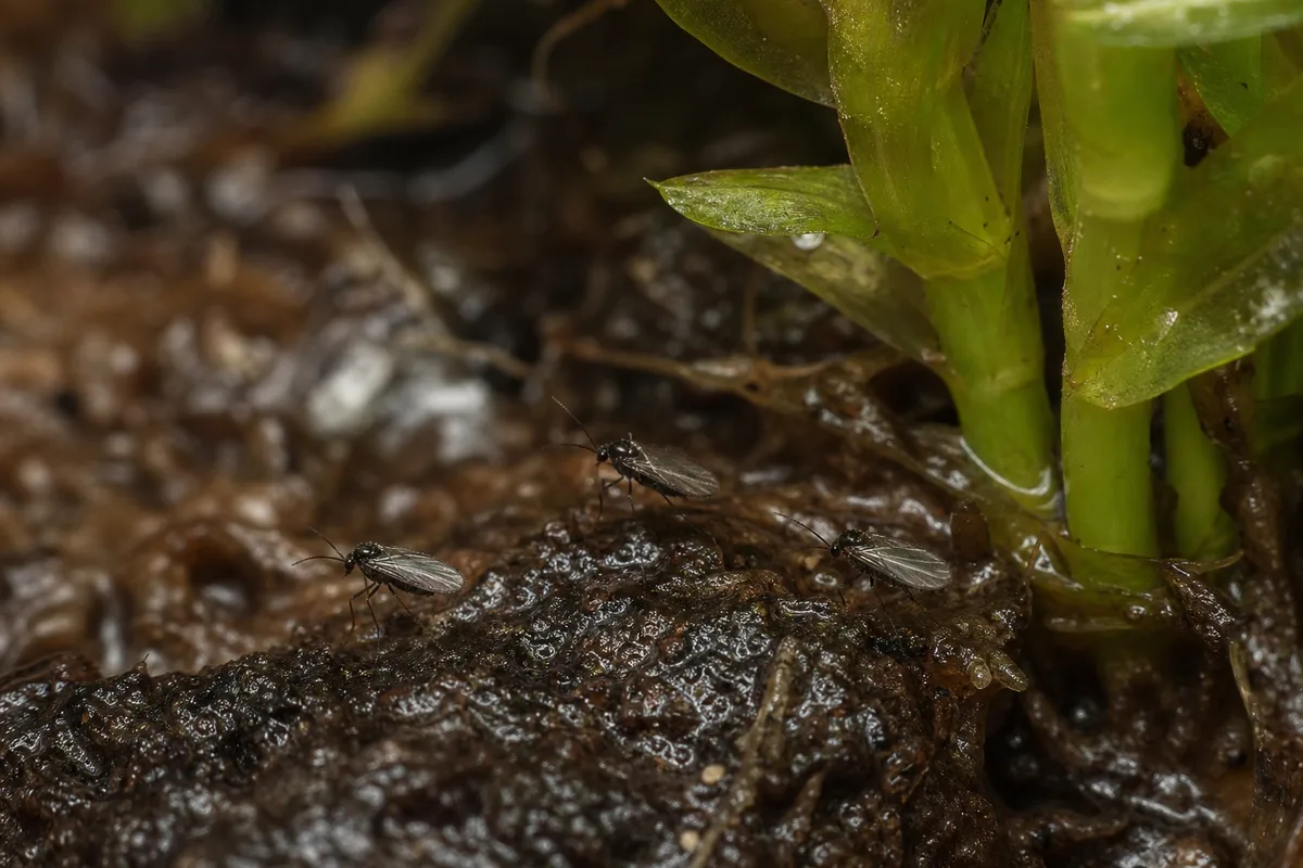 Close-up of Fungus Gnats on Anacharis / Elodea - diagnostic detail