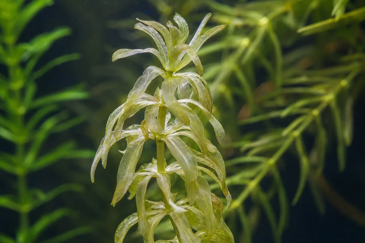 Close-up of Heat Stress on Anacharis / Elodea - diagnostic detail