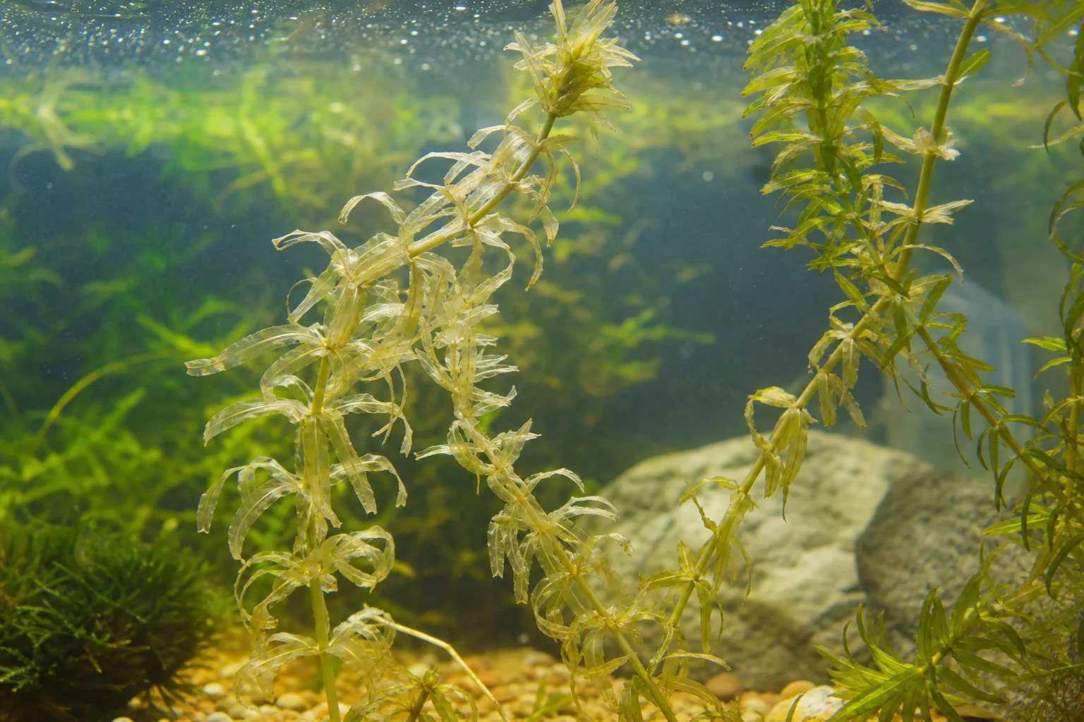 Heat Stress on Anacharis / Elodea - visible symptom on the plant