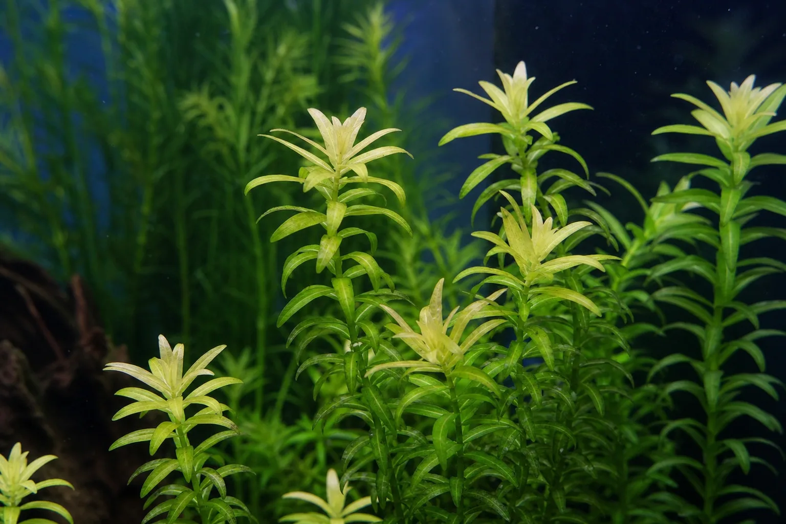 Iron Deficiency on Anacharis / Elodea - visible symptom on the plant