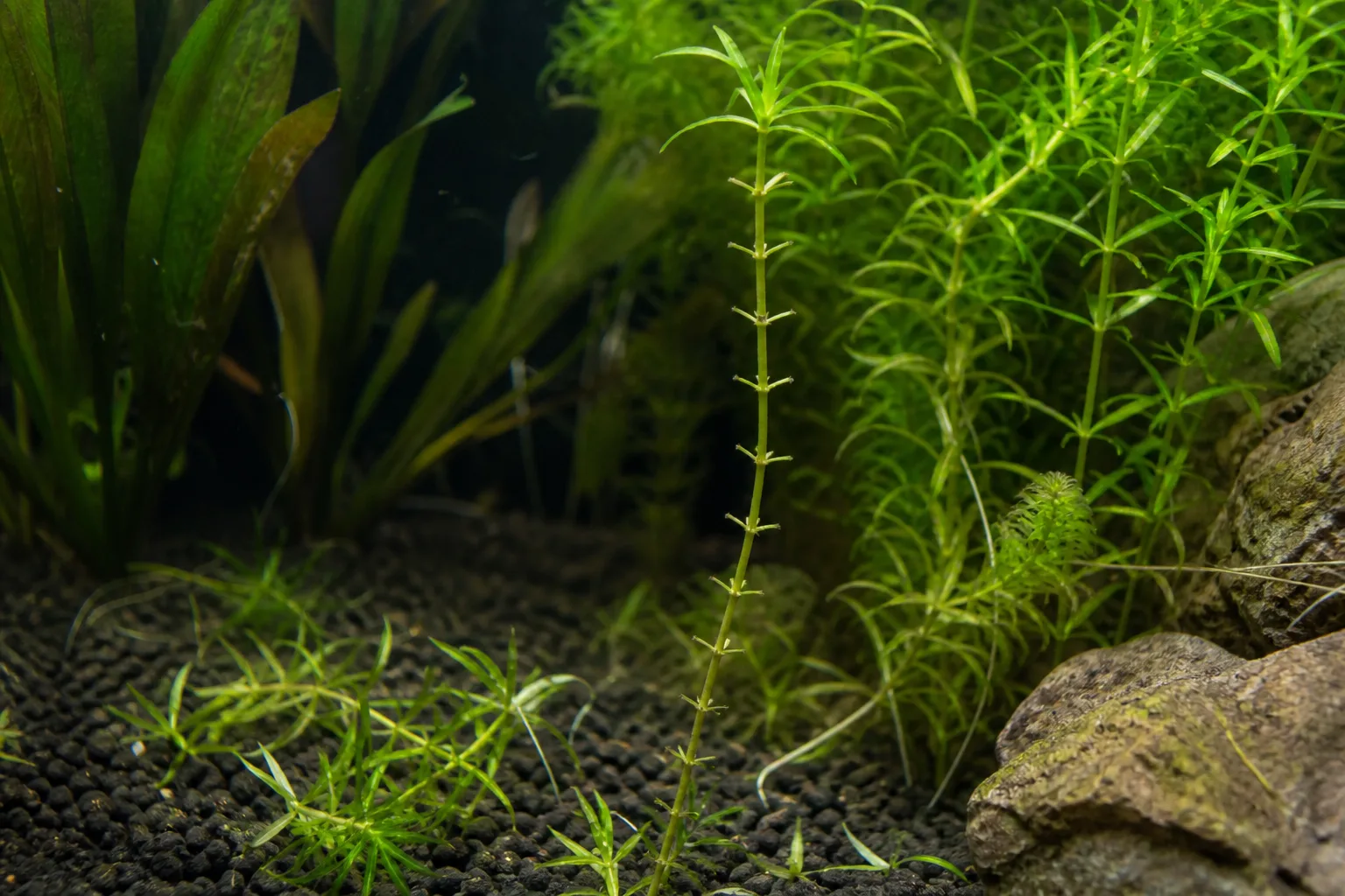 Leaf Drop on Anacharis / Elodea - visible symptom on the plant