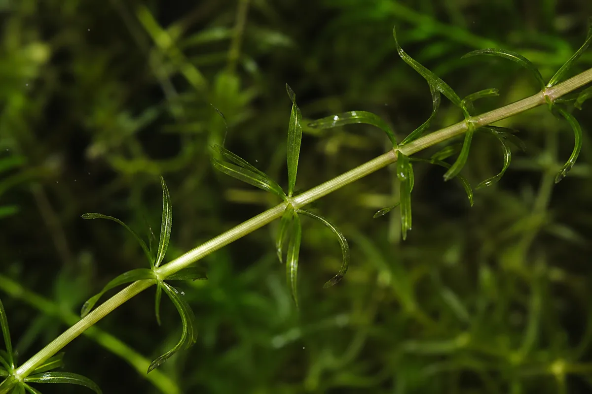 Close-up of Leggy Growth on Anacharis / Elodea - diagnostic detail