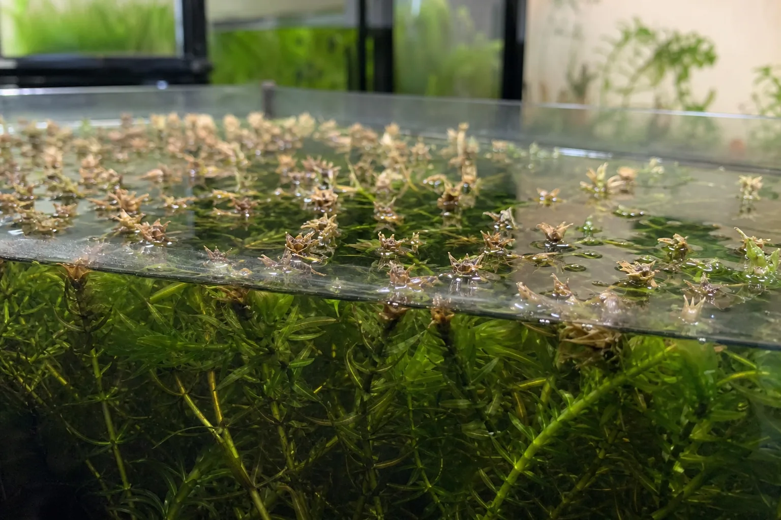 Low Humidity on Anacharis / Elodea - visible symptom on the plant