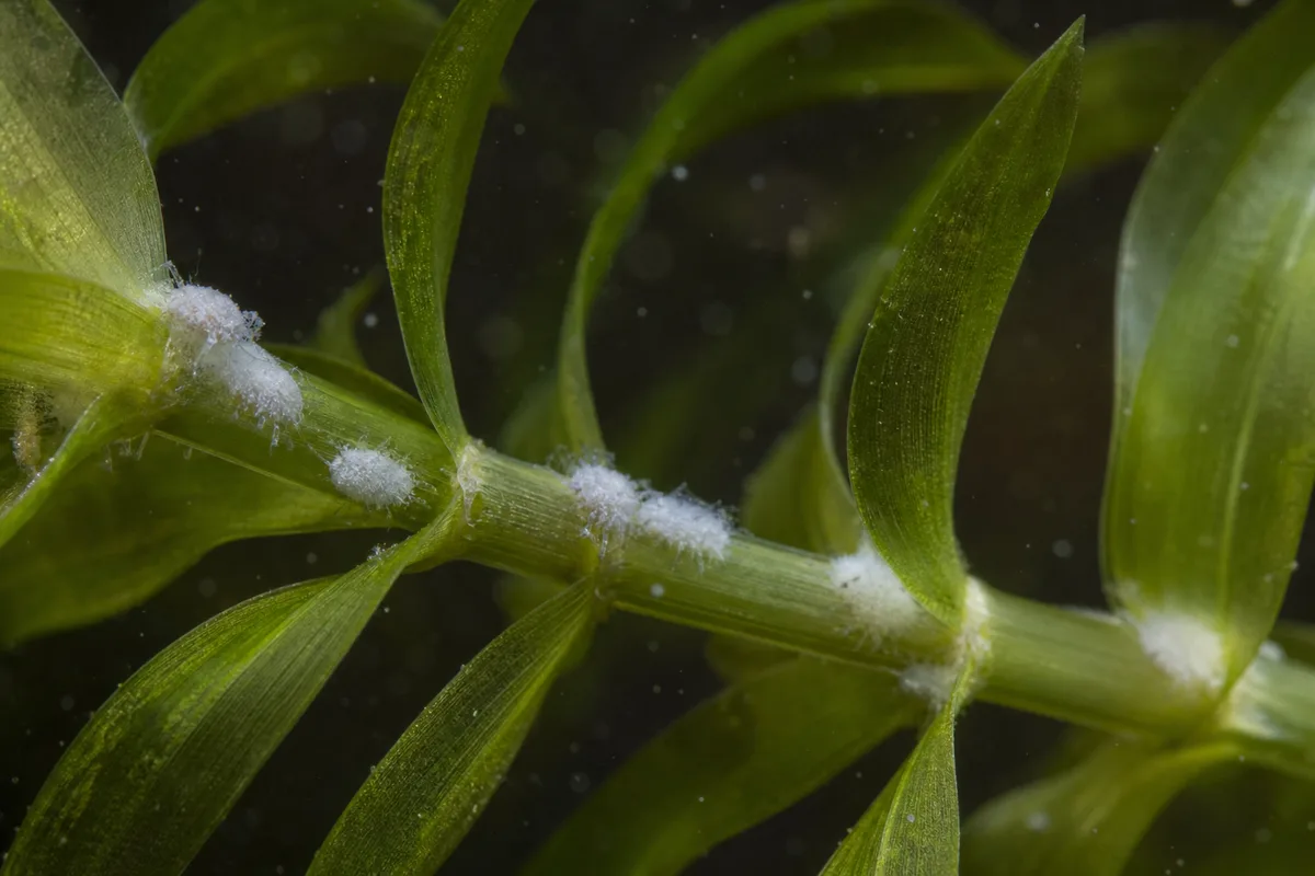 Close-up of Mealybugs on Anacharis / Elodea - diagnostic detail