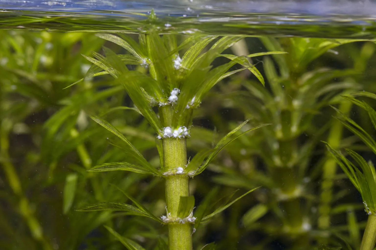 Mealybugs on Anacharis / Elodea - visible symptom on the plant