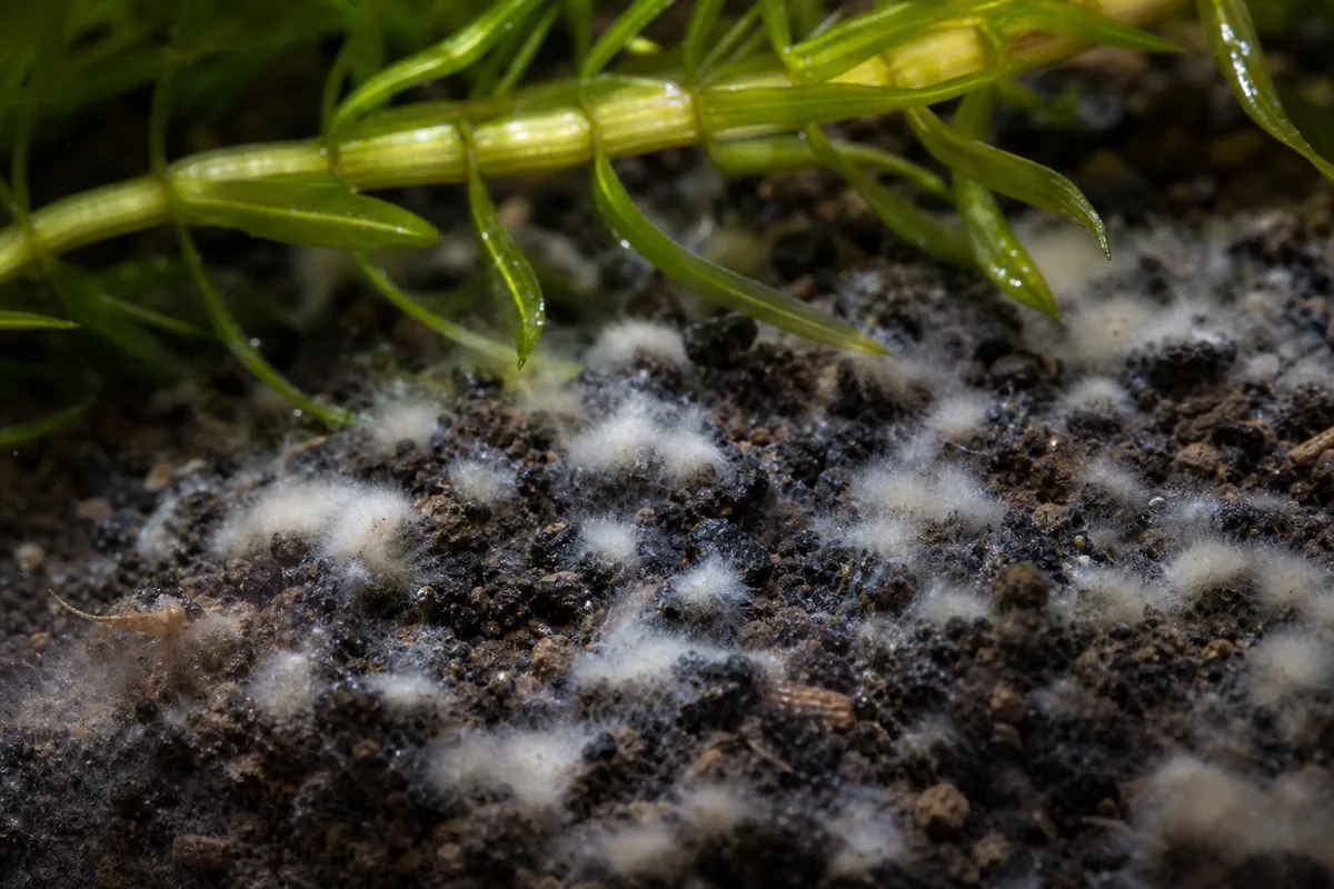 Close-up of Mold on Soil on Anacharis / Elodea - diagnostic detail