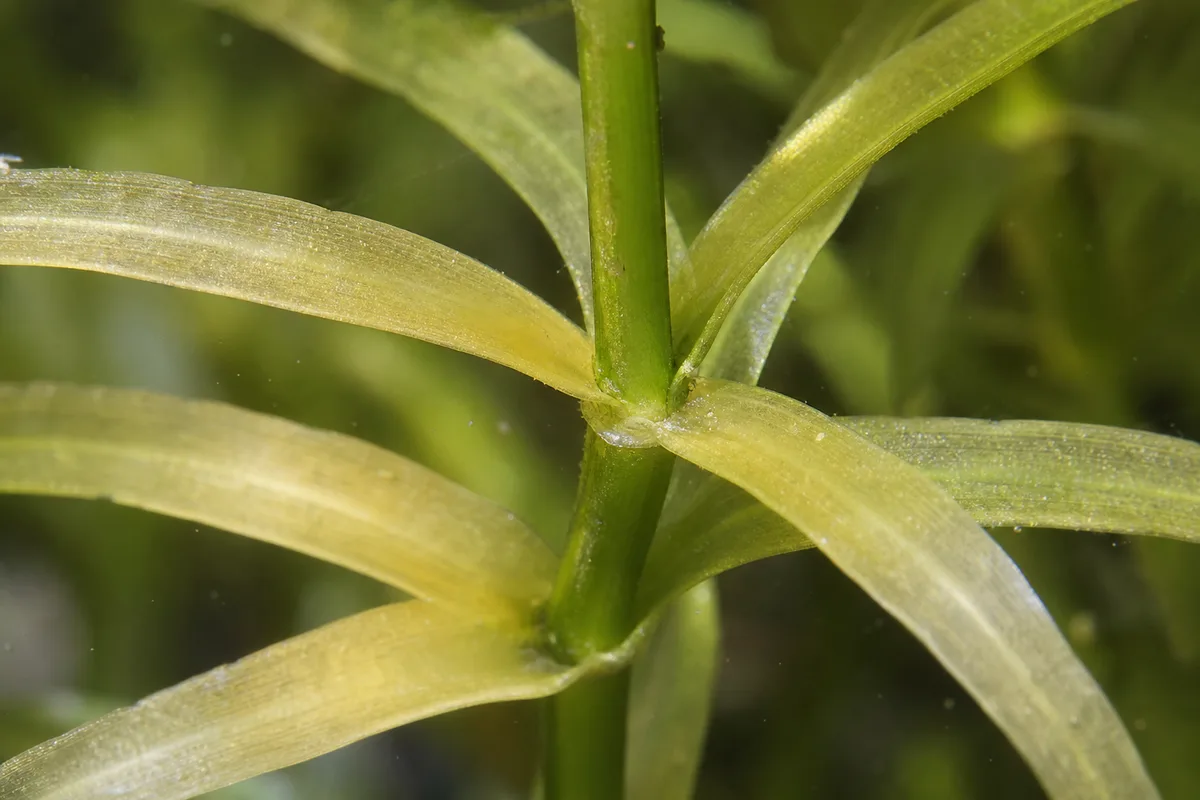 Close-up of Nitrogen Deficiency on Anacharis / Elodea - diagnostic detail