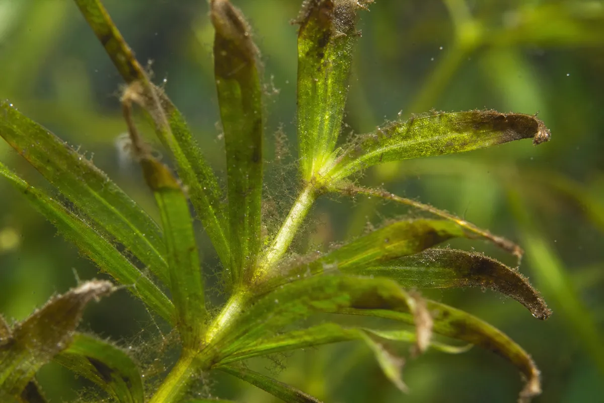 Close-up of Overfertilization on Anacharis / Elodea - diagnostic detail