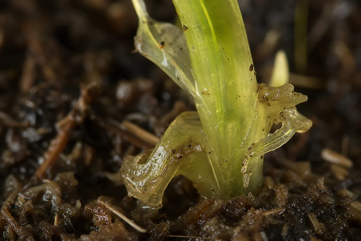 Close-up of Overwatering on Anacharis / Elodea - diagnostic detail
