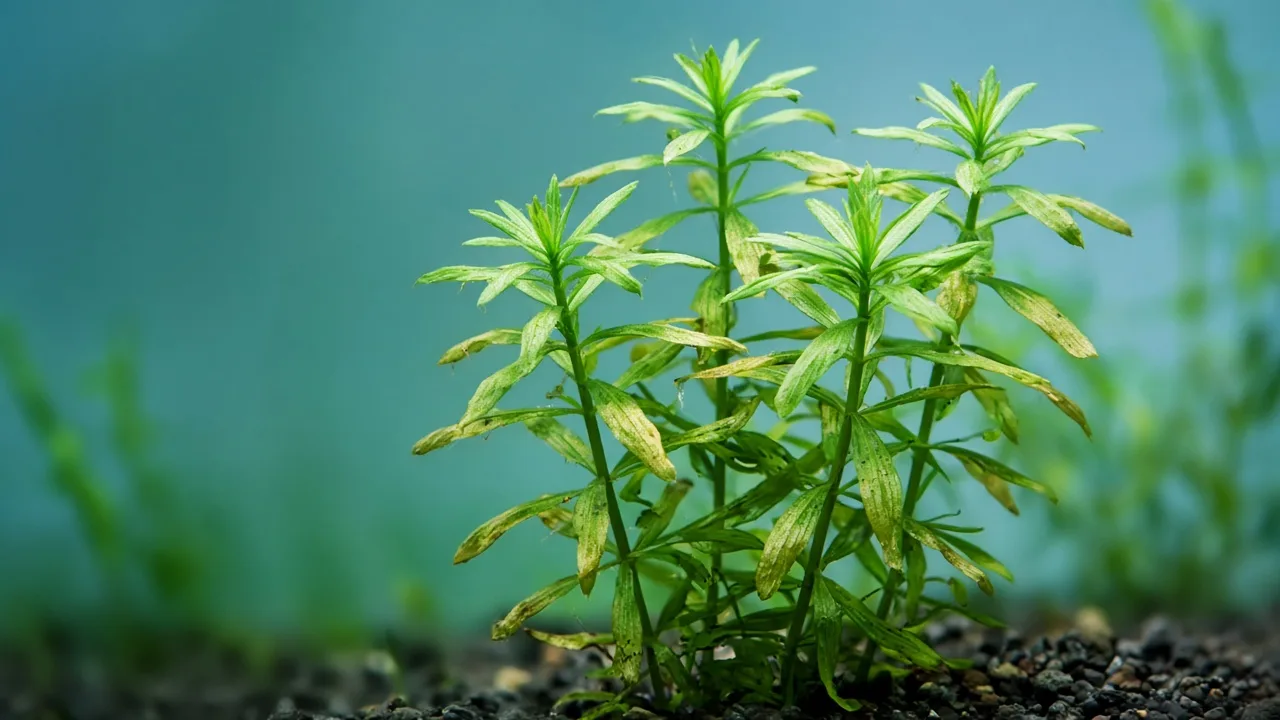 Potassium deficiency on Anacharis / Elodea - pinholes and scorched margins on older submerged whorls