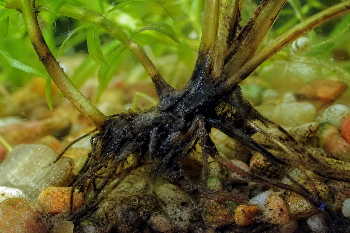 Close-up of Root Rot on Anacharis / Elodea - diagnostic detail