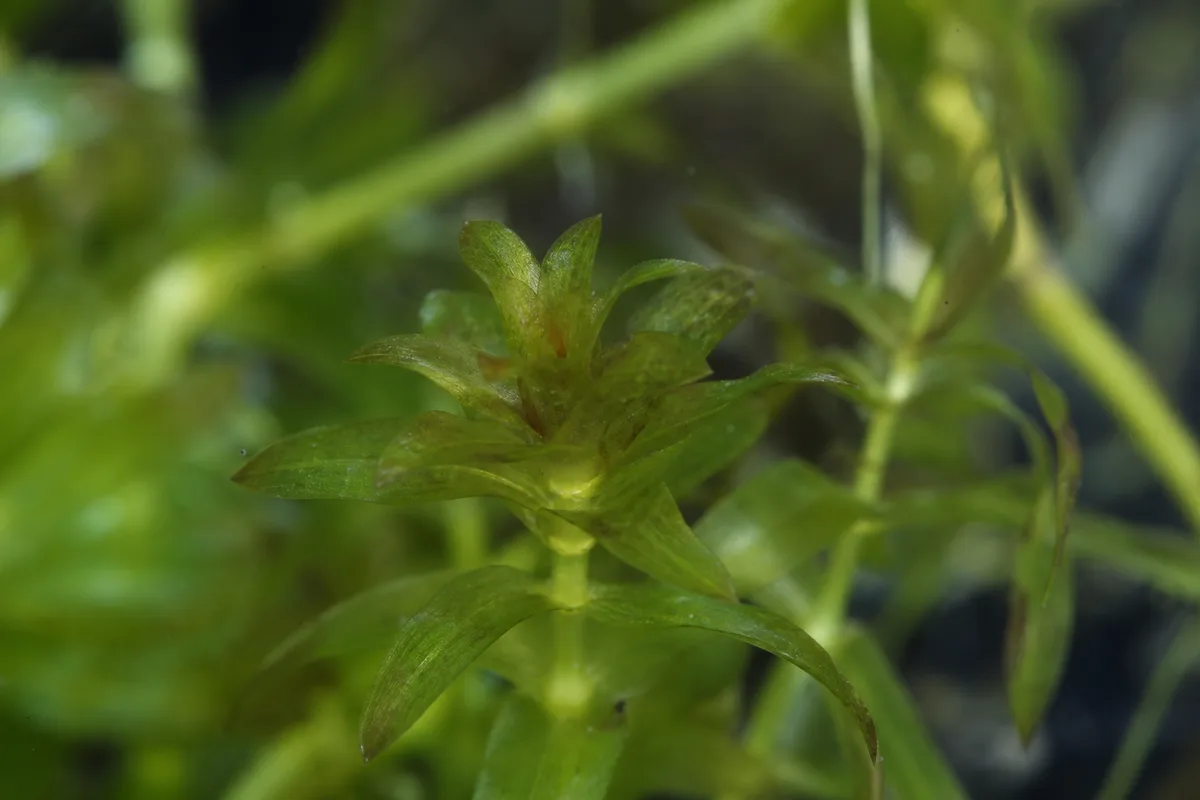 Close-up of Slow Growth on Anacharis / Elodea - diagnostic detail
