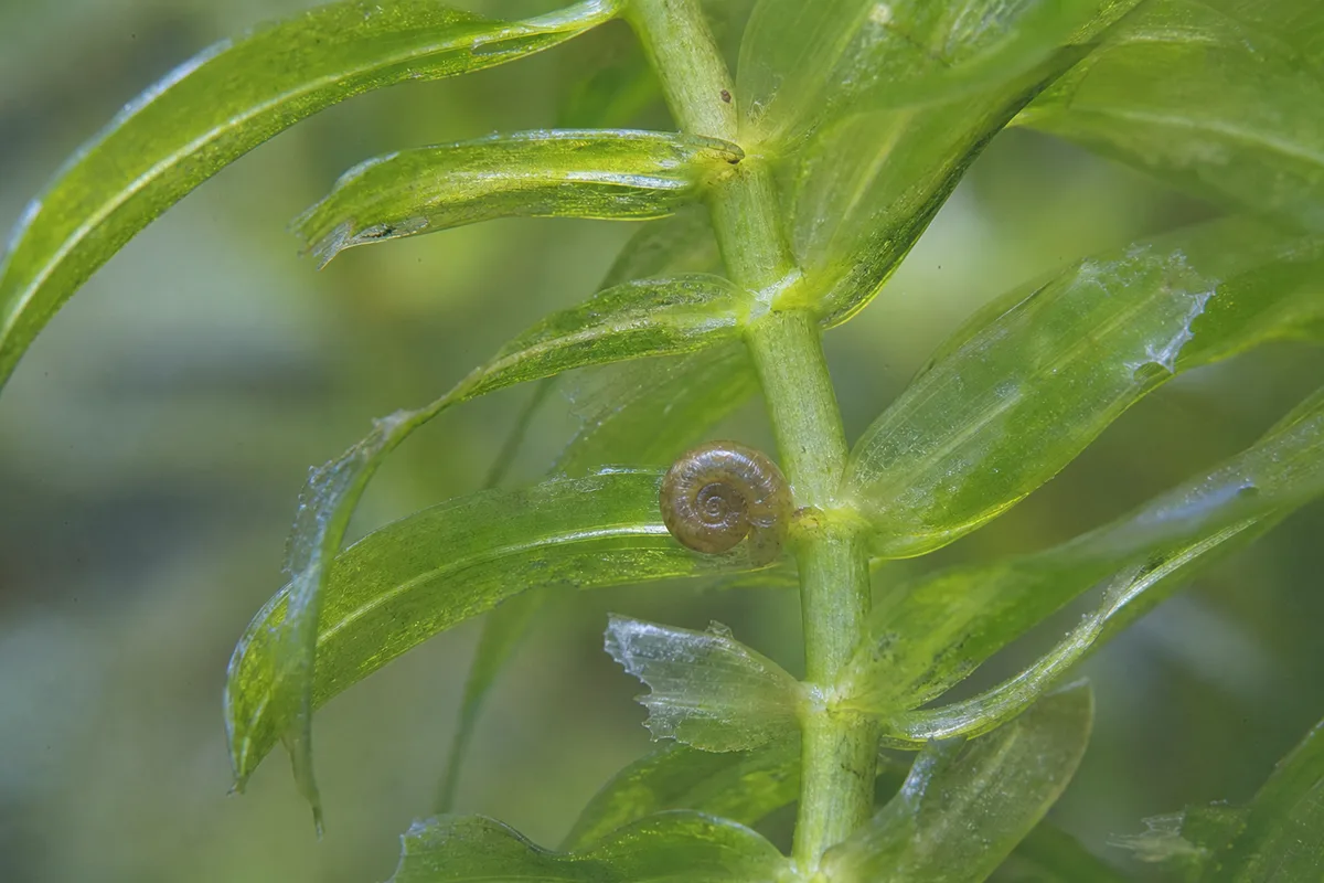 Close-up of Slugs and Snails on Anacharis / Elodea - diagnostic detail