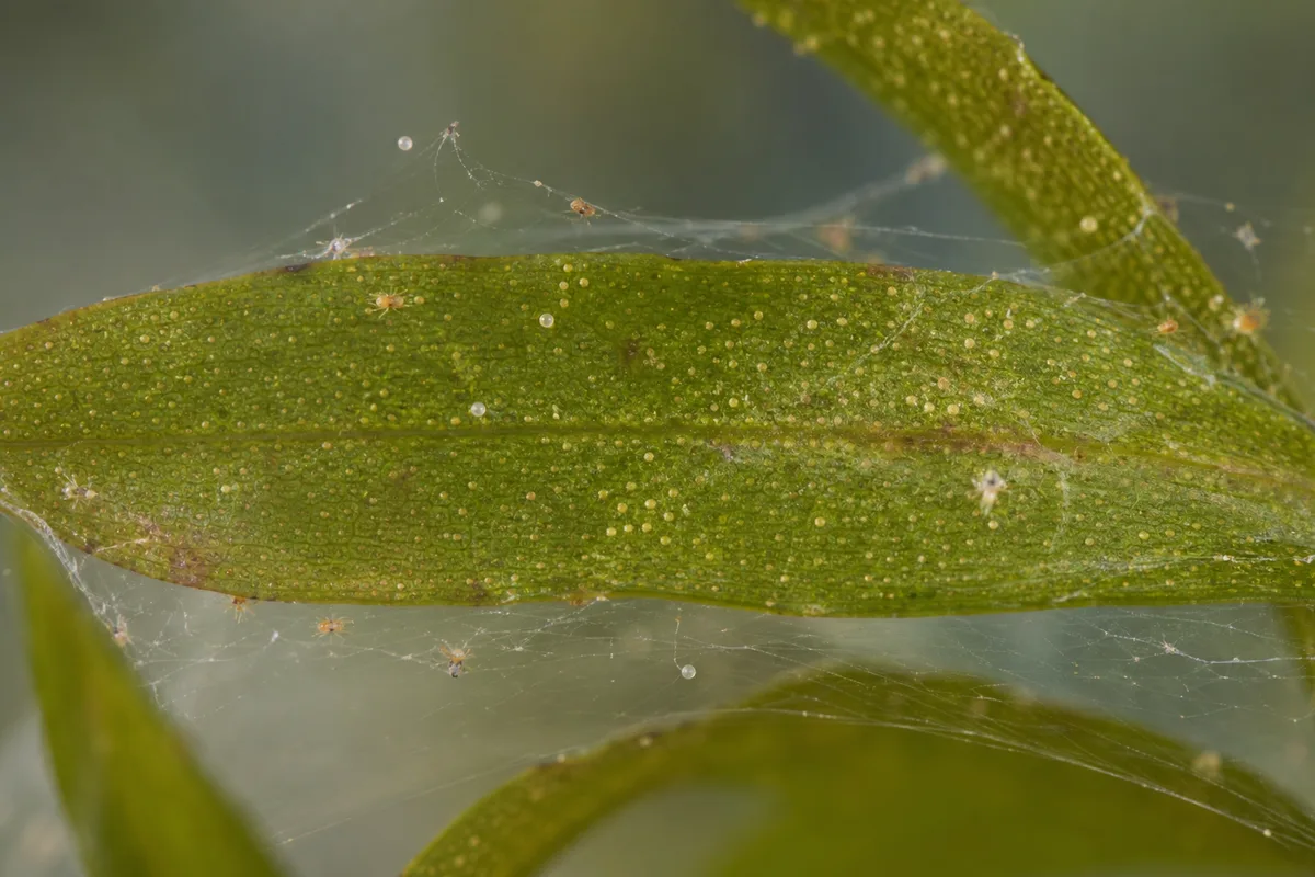 Close-up of Spider Mites on Anacharis / Elodea - diagnostic detail