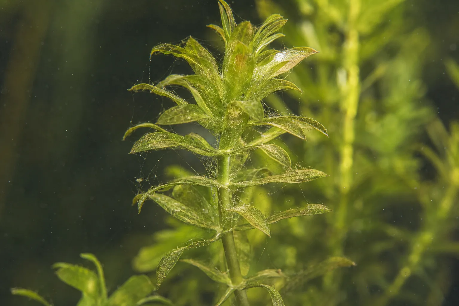 Spider Mites on Anacharis / Elodea - visible symptom on the plant
