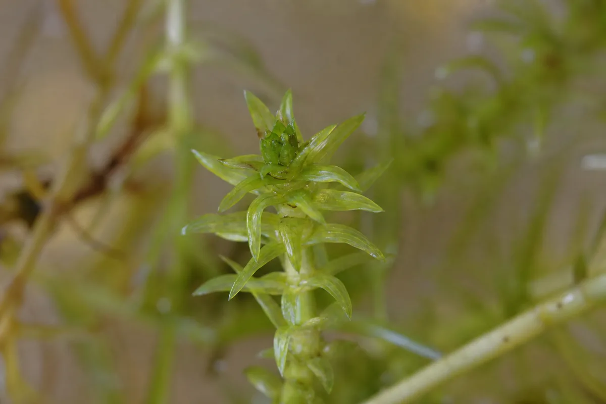 Close-up of Stunted Growth on Anacharis / Elodea - diagnostic detail