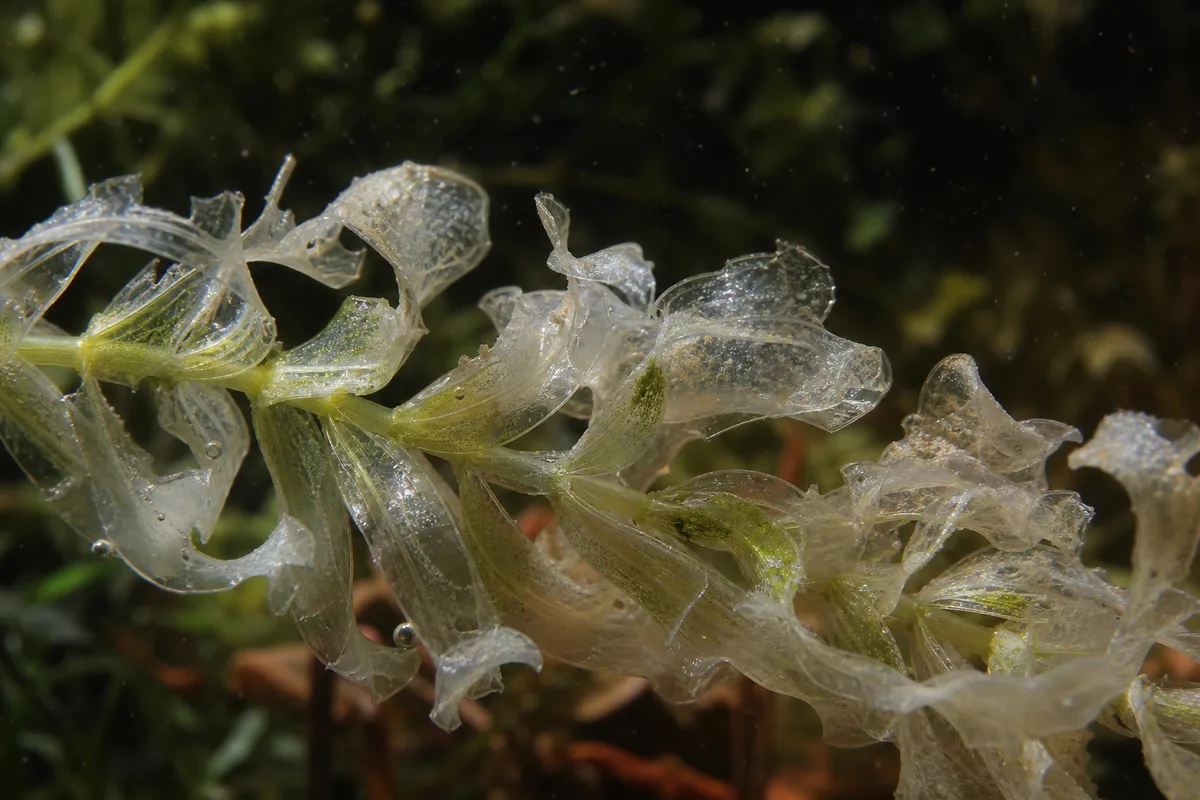 Close-up of Transparent Leaves on Anacharis / Elodea - diagnostic detail