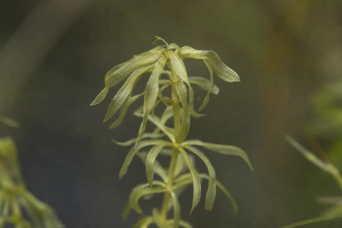 Close-up of Water Stress on Anacharis / Elodea - diagnostic detail