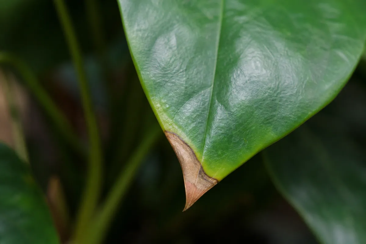 Close-up of Brown Tips on Anthurium - diagnostic detail