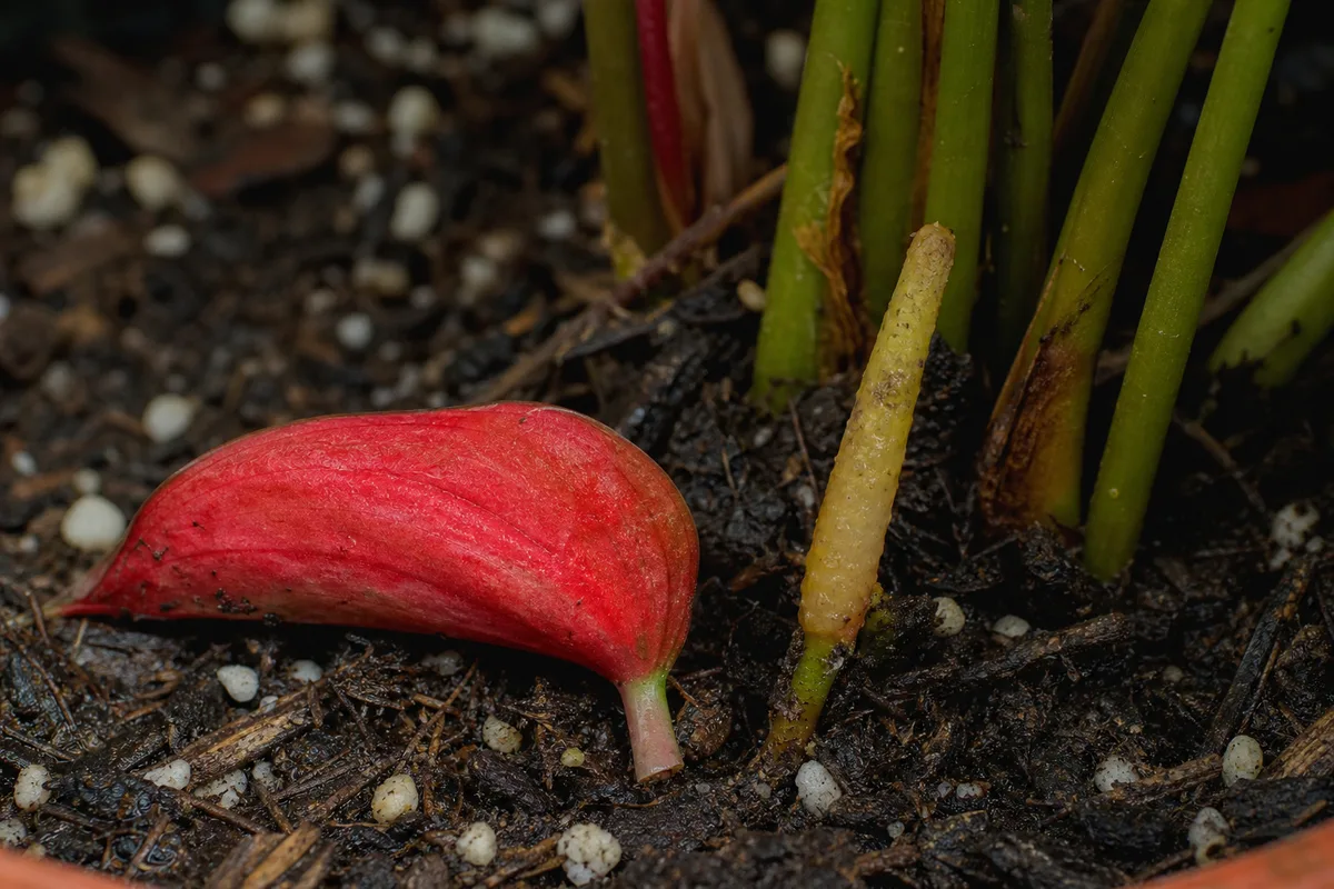 Close-up of Bud Drop on Anthurium - diagnostic detail