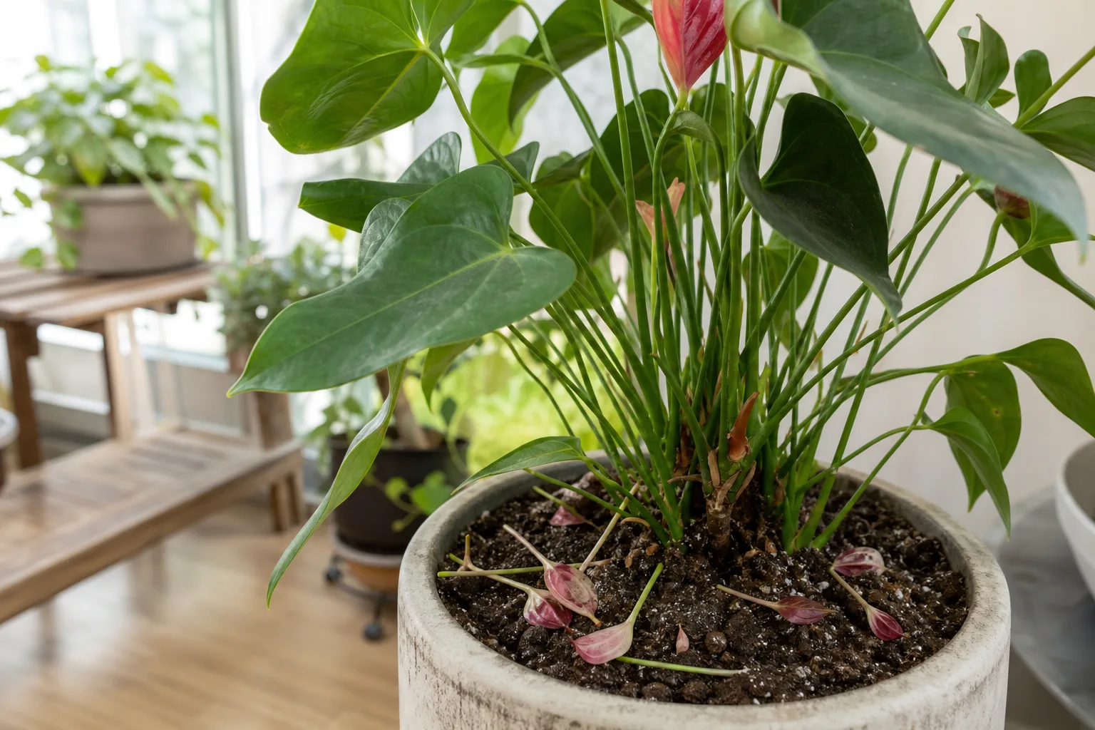 Bud Drop on Anthurium - visible symptom on the plant