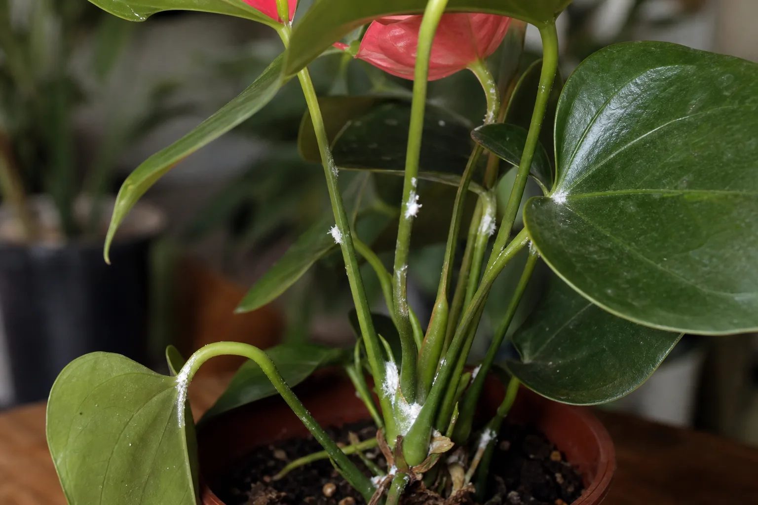 Mealybugs on Anthurium - visible symptom on the plant