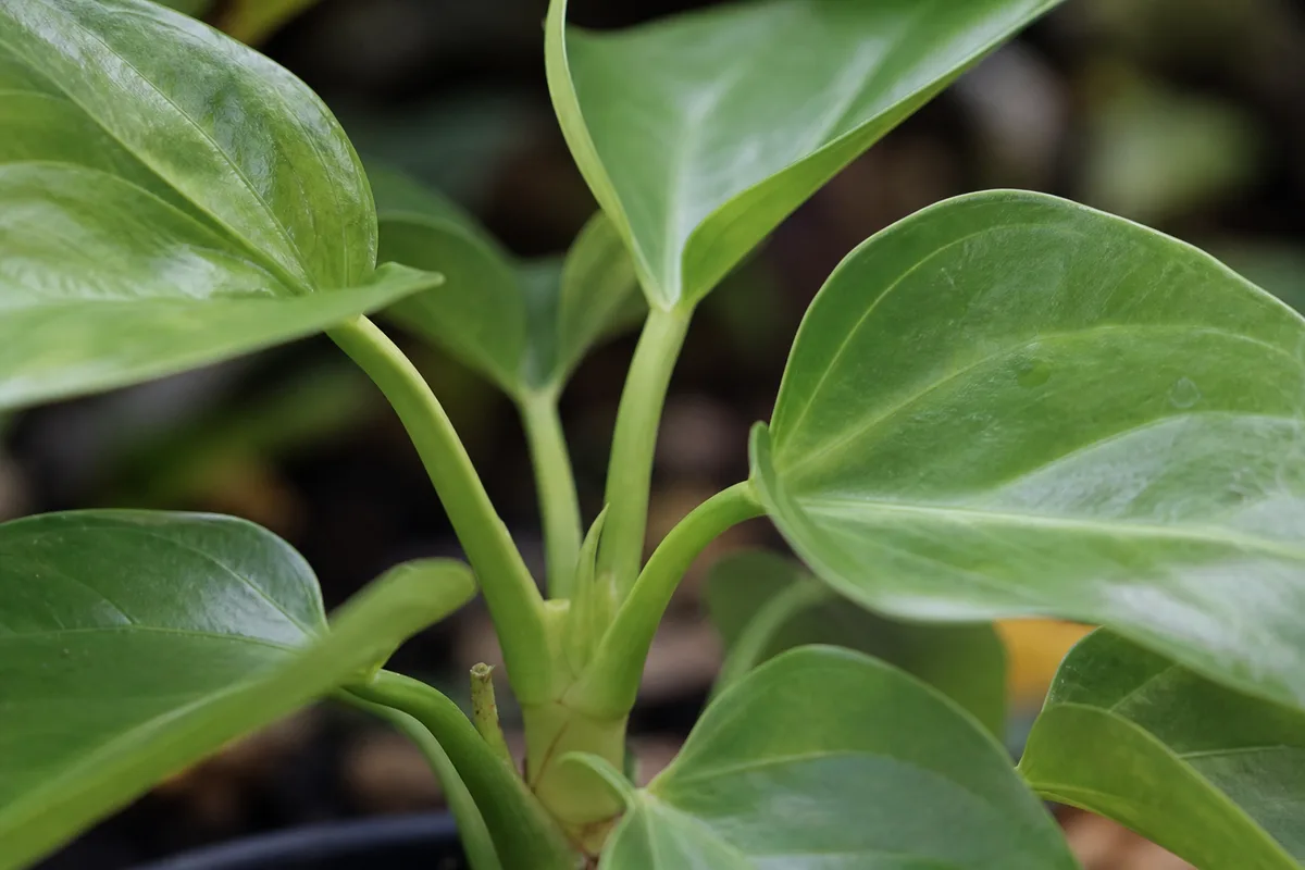 Close-up of No Flowers on Anthurium - diagnostic detail
