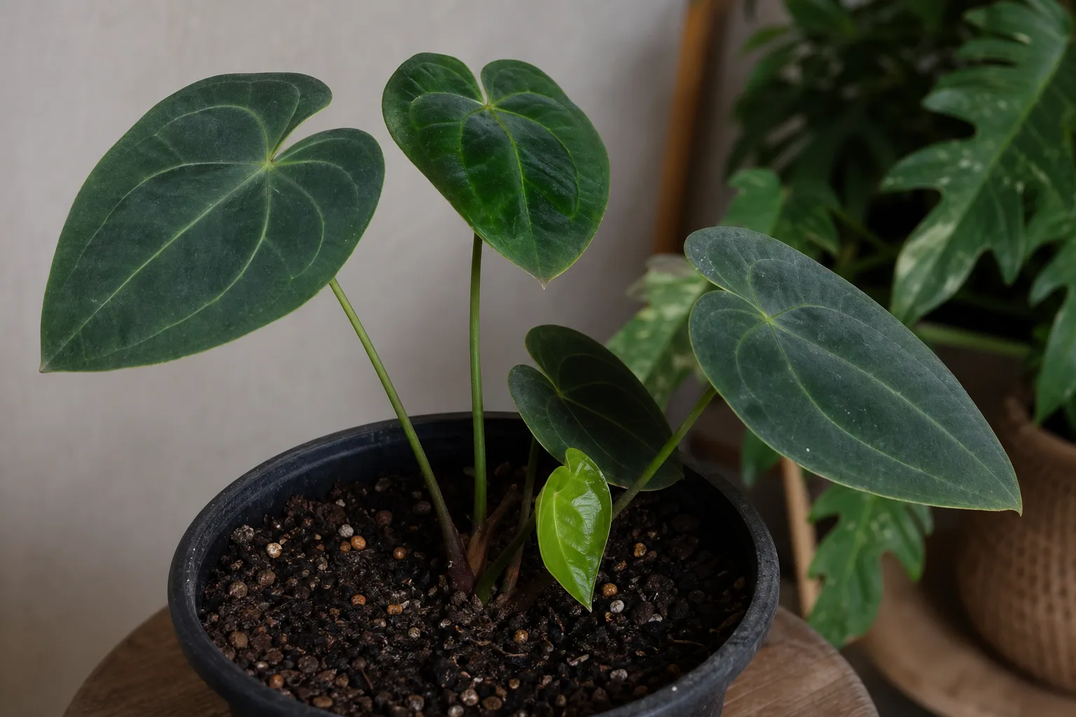 Slow Growth on Anthurium - visible symptom on the plant