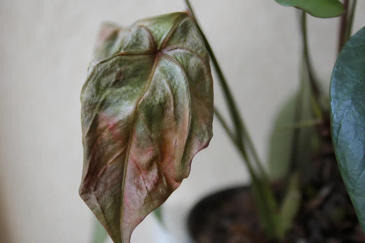 Close-up of Wilting on Anthurium - diagnostic detail