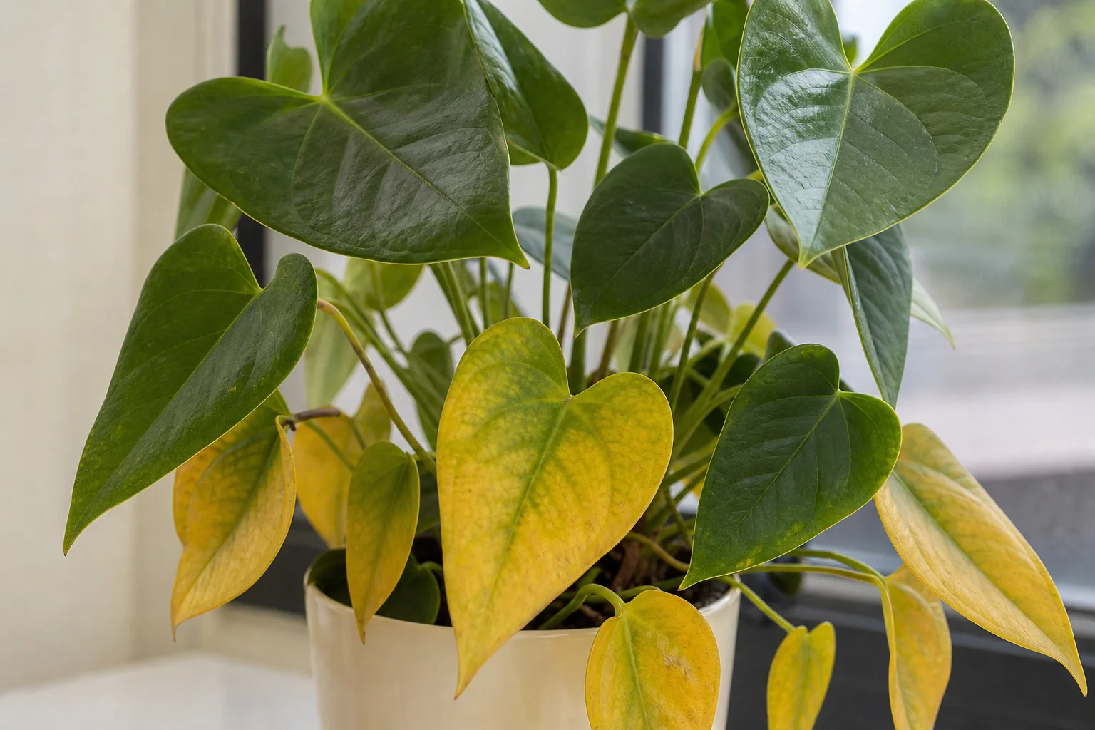 Yellow Leaves on Anthurium - visible symptom on the plant