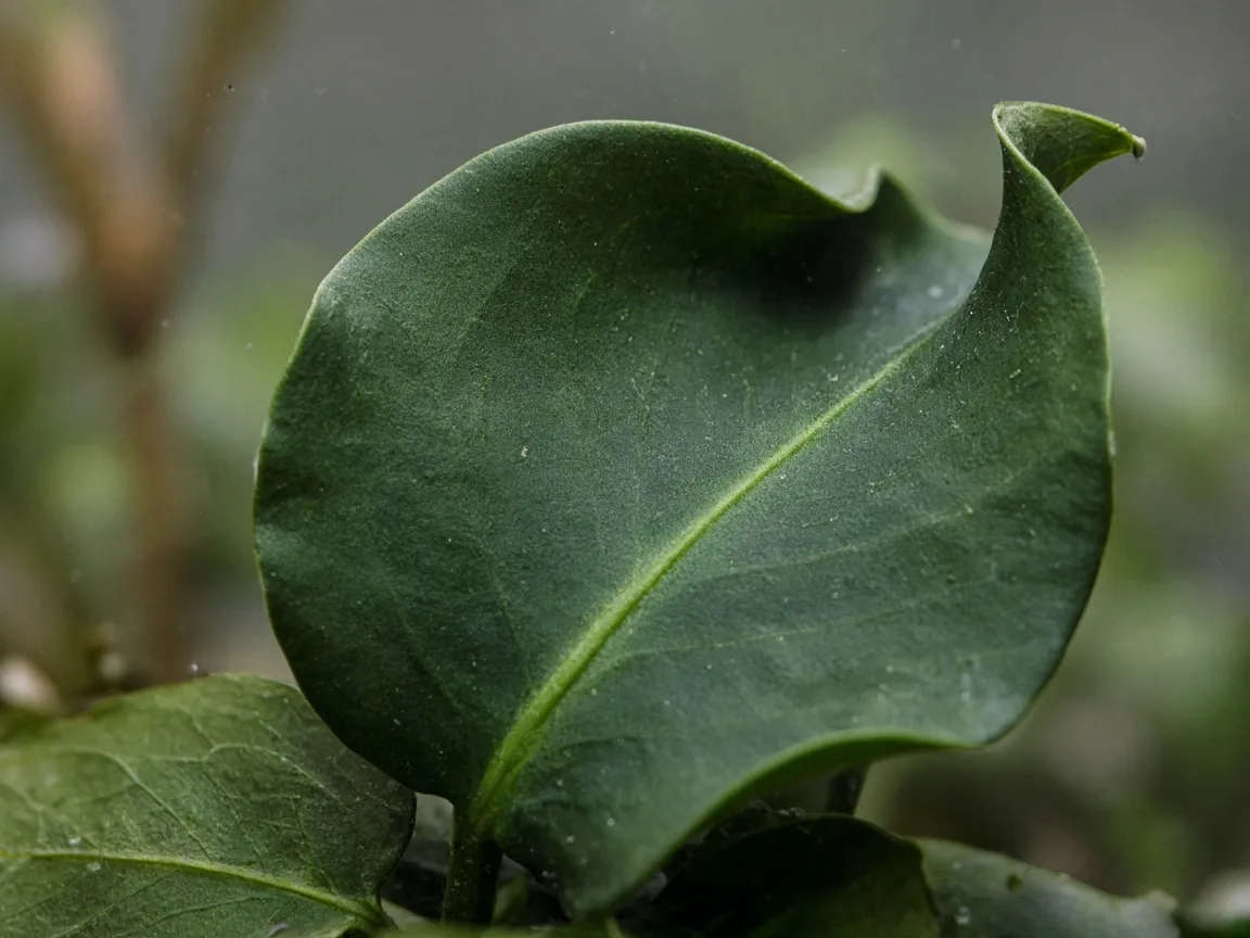 Close-up of curling leaves on Anubias - cupped margins on a submersed leaf