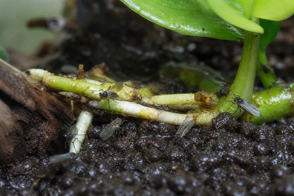 Close-up of Fungus Gnats on Anubias - diagnostic detail