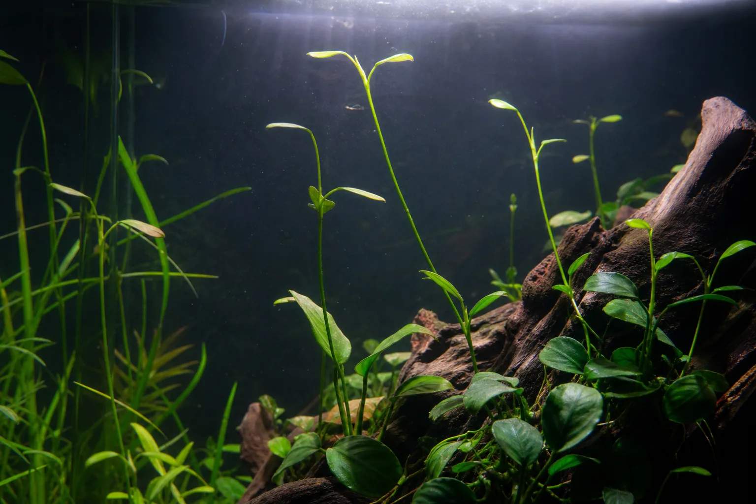 Leggy Growth on Anubias - visible symptom on the plant