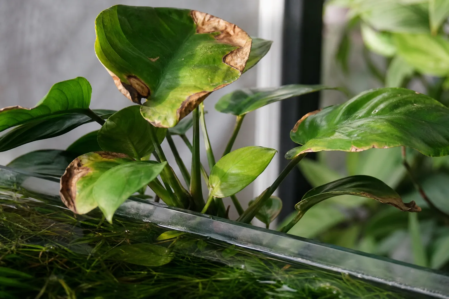 Low humidity on Anubias above the waterline with crisp emersed leaf edges