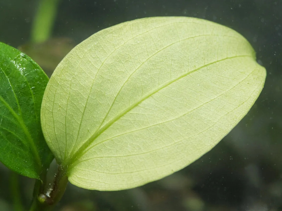 Close-up of pale washed-out color on Anubias leaf compared with healthier dark green tissue
