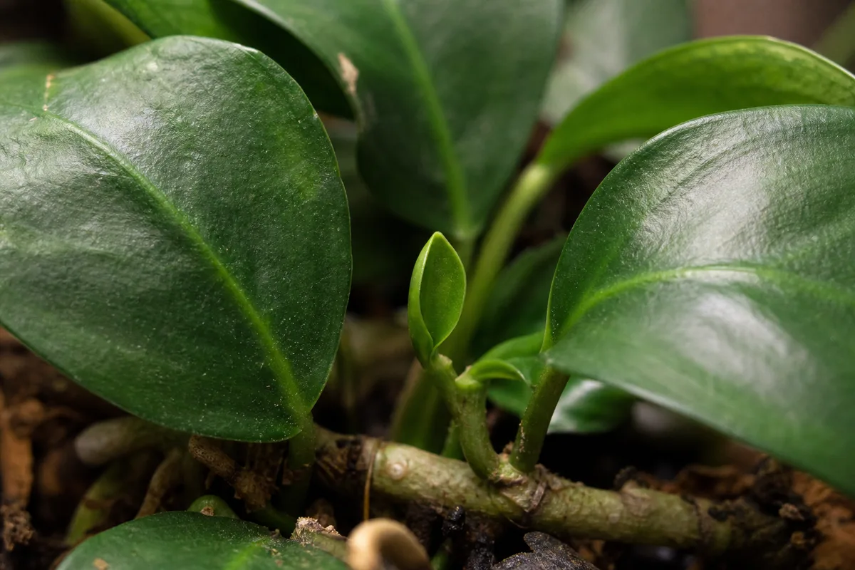 Close-up of Slow Growth on Anubias - diagnostic detail